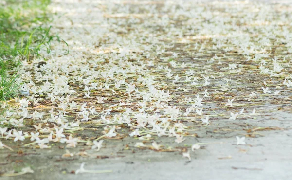 White Flowers Fall Road — Stock Photo, Image