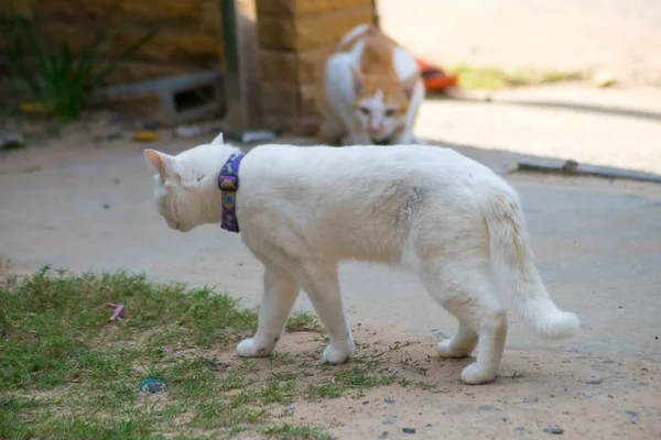 Fechar Dois Gato Luta — Fotografia de Stock