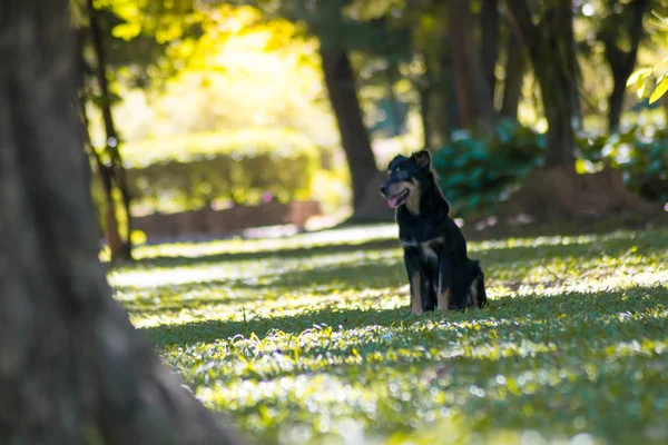 Chien Noir Jouant Dans Jardin Vert — Photo