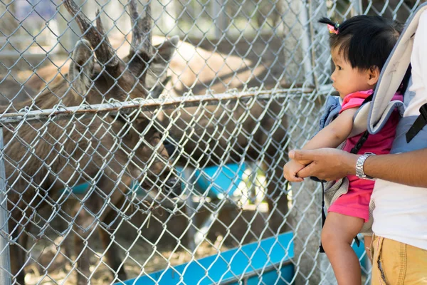 Ребенок Ищет Оленя Зоопарке — стоковое фото