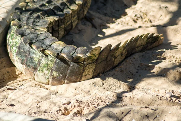 Fechar Cauda Crocodilo — Fotografia de Stock