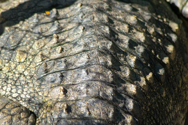 Closeup Crocodile Leather Background — Stock Photo, Image