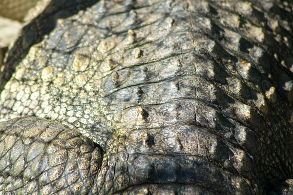 Closeup Crocodile Leather Background — Stock Photo, Image