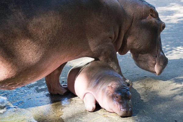 Bebê Hipopótamo Com Mãe Hipopótamo — Fotografia de Stock