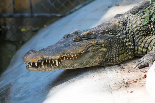 Gros Plan Tête Crocodile — Photo