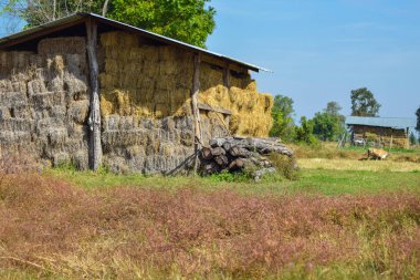 Tay kuru saman yığınları kırsal ahşap ahır iç