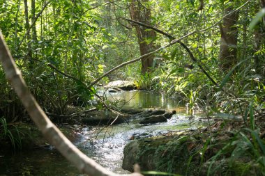 küçük nehir doğa düşüyor