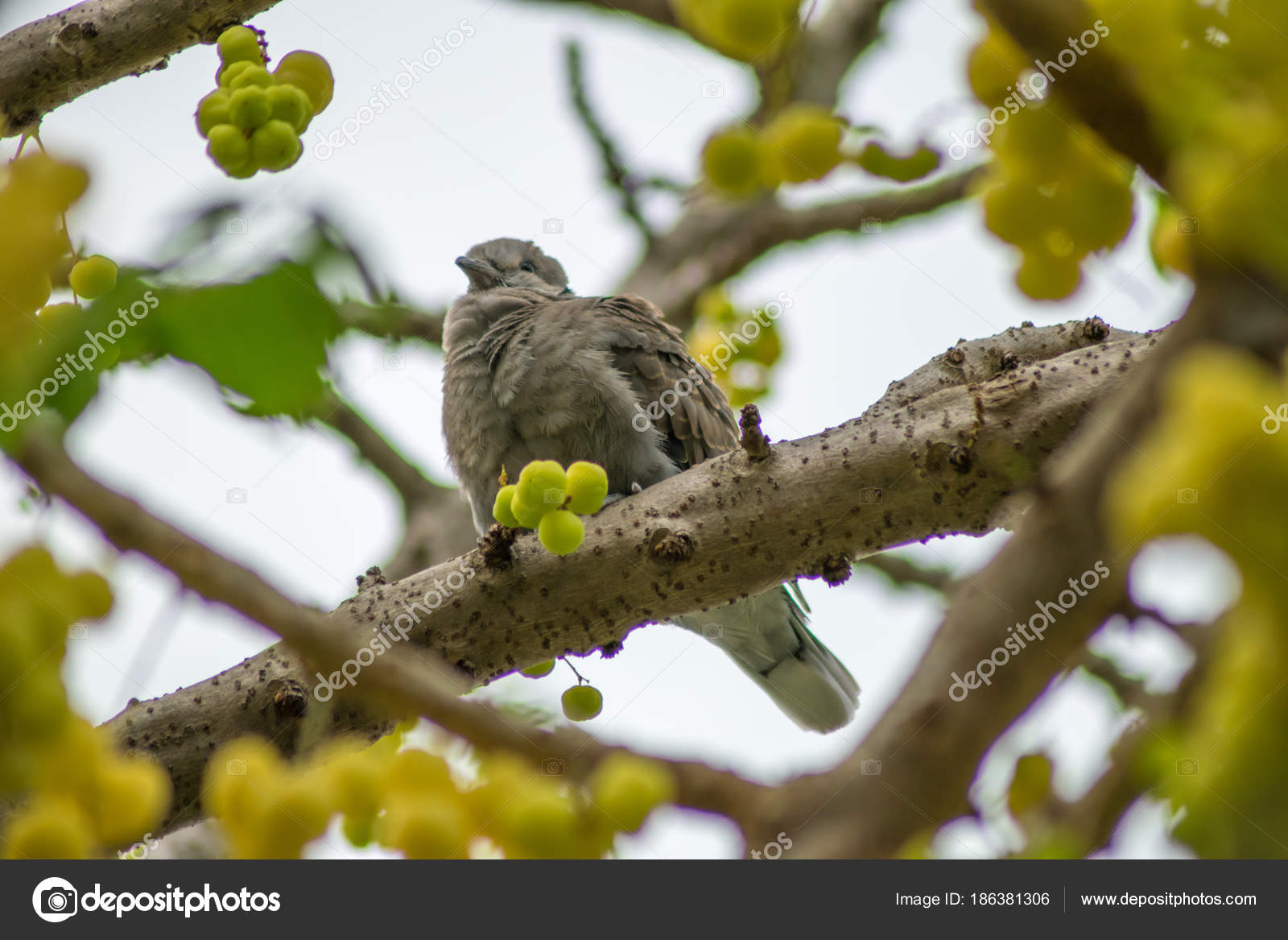 Oiseau Sur Arbre Groseille Maquereau Star Photographie