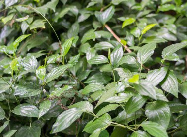 Otlar Anjina tedavisinde ilaç ve tıbbi özellikleri var. Wildbetalleafbush (Piper sarmentosumroxb)