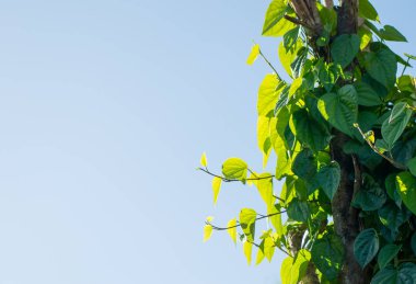 Tembul yeşil doku için boşluk bırakır