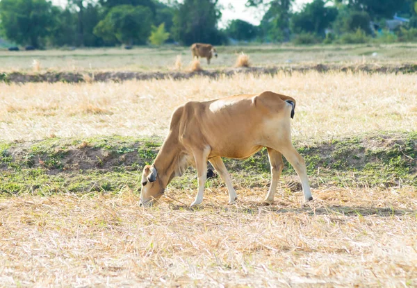 Пастбище Красной Коровы Летом Деревне — стоковое фото