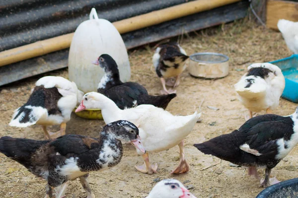 Enten Auf Dem Hof — Stockfoto