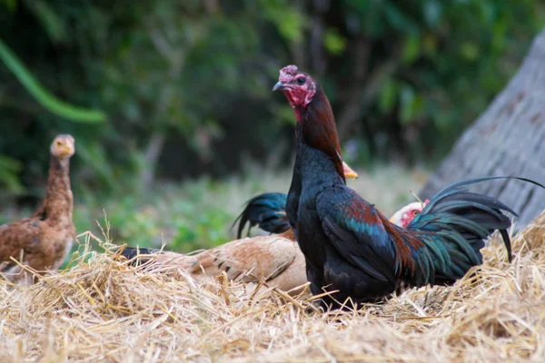 Pollos Hora Comer —  Fotos de Stock