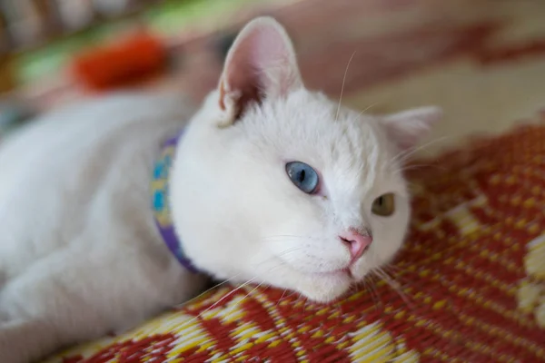 Biały Kot Tajski Sen Bliska — Zdjęcie stockowe