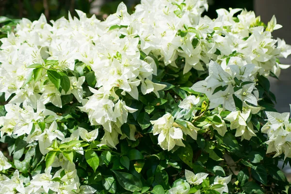 Blanco Bougaville Naturaleza Fondo —  Fotos de Stock