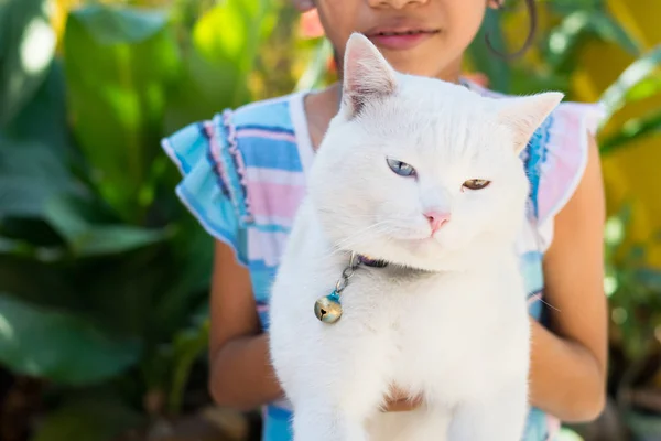 thai white cat on hand girl