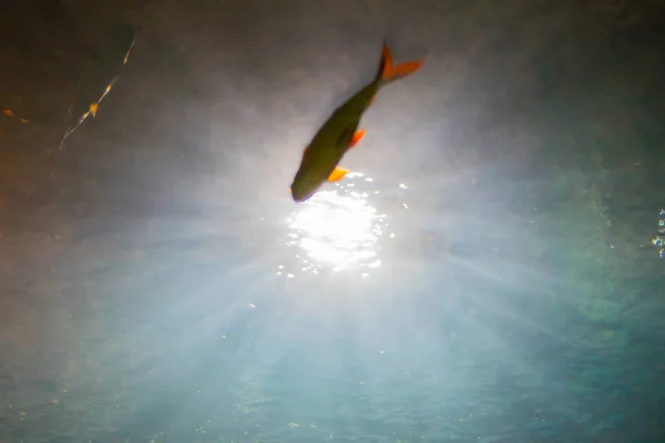 光水下与鱼 — 图库照片