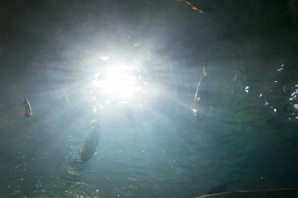 light underwater with fish