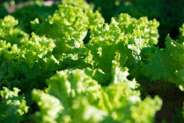 Organik arka plan taze marul yaprakları