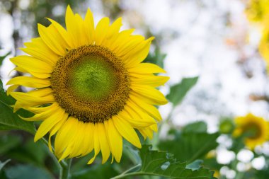 Ayçiçeği gökyüzü arka bahçesinde
