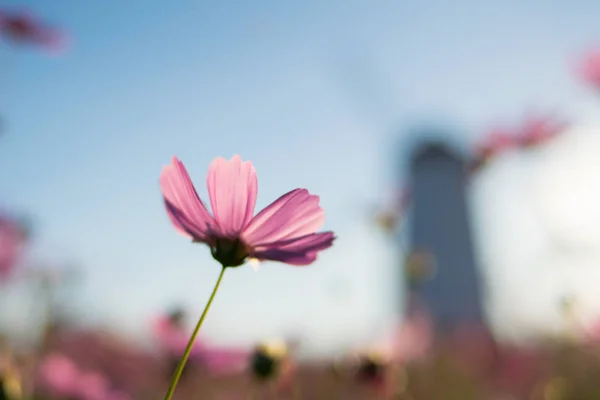 Cosmos Flores Que Florecen Jardín —  Fotos de Stock