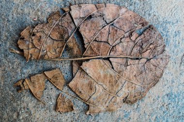 kuru yaprak arka plan kırık