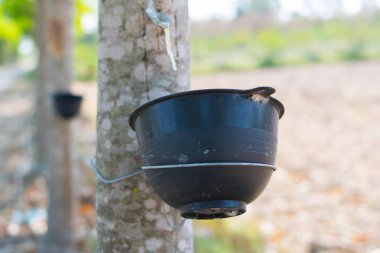 Doğal kauçuk kaynağı olarak kauçuk ağacından (Hevea Brasiliensis) elde edilen sütlü lateks