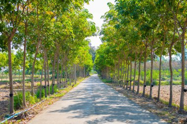 Kauçuk ağacında yol