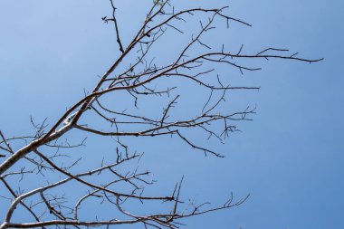 Kuru dallar ile açık mavi gökyüzü arka plan dokusu