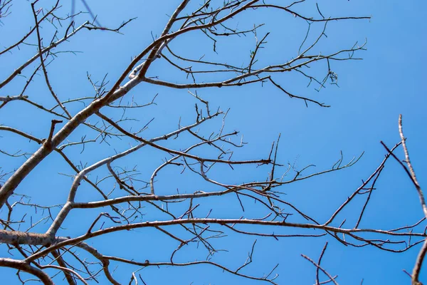Kuru dallar ile açık mavi gökyüzü arka plan dokusu