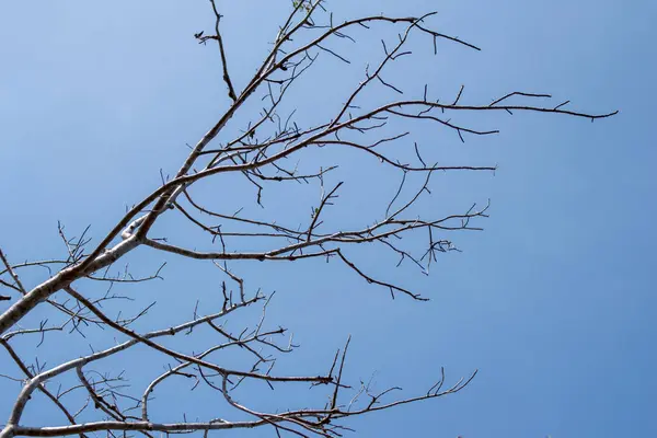 Kuru dallar ile açık mavi gökyüzü arka plan dokusu