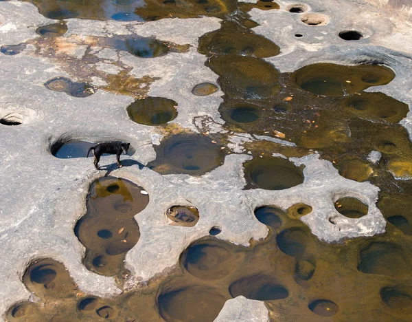 干河上的狗 — 图库照片
