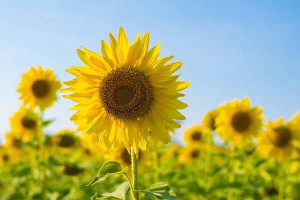 Ayçiçeği sahada ayçiçeği portre