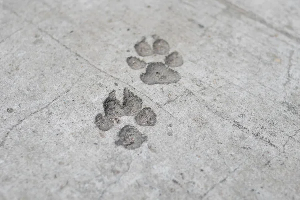 Dog foot print on concrete floor