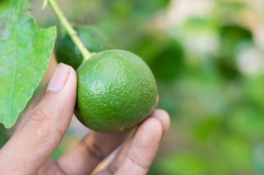 Yeşil limon limon ağacı içinde tutan el
