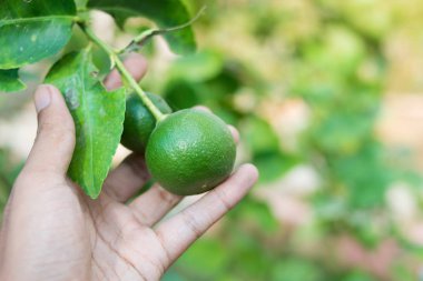 Yeşil limon limon ağacı içinde tutan el