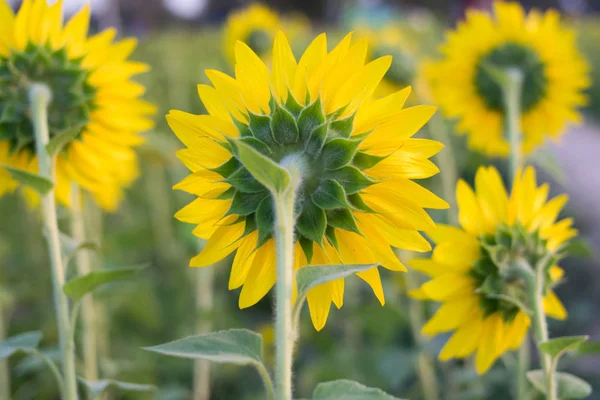 Sunflower Back View Sunflower Background — Stock Photo, Image