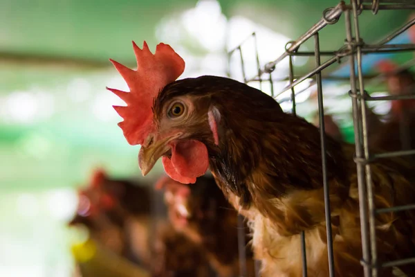 Куриные Яйца Крупным Планом Ферме — стоковое фото