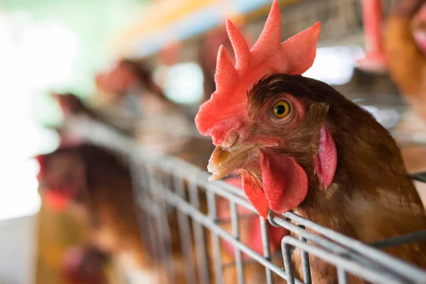 Куриные Яйца Крупным Планом Ферме — стоковое фото
