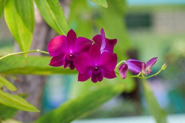 Tay mor orkide çiçek