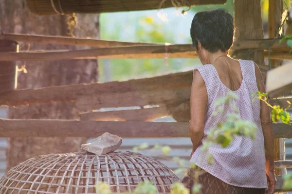 Mulher Sênior Fazenda Frango Tailandês — Fotografia de Stock