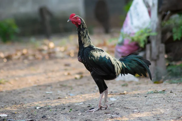 Primer Plano Gallo Macho Granja —  Fotos de Stock