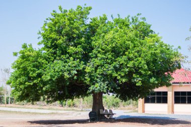 yeşil banyan ağacı Tayland