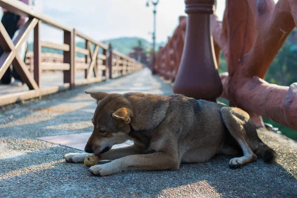 a dog eating food on the bridge
