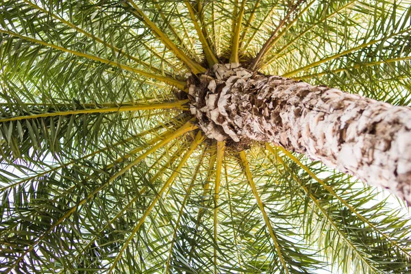 Hintergrund Der Palme — Stockfoto