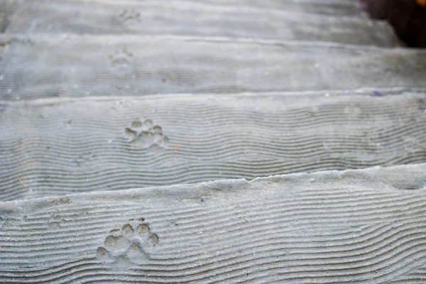 dog footprint on cement stair