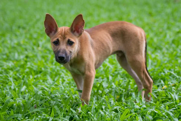 Puppy Hondje Groen Park — Stockfoto