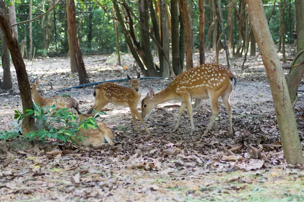 斑点を付けられた鹿や自然の生息地でアクシスジカ — ストック写真