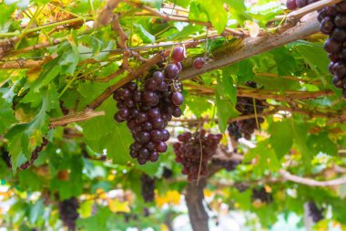 Üzüm bahçesinde mor üzümler
