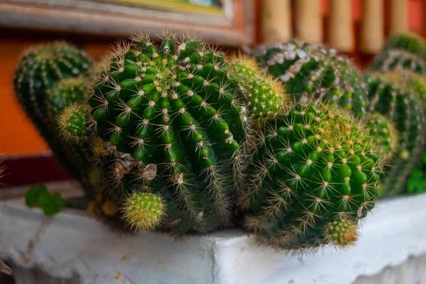 Pequeño Cactus Jardín —  Fotos de Stock